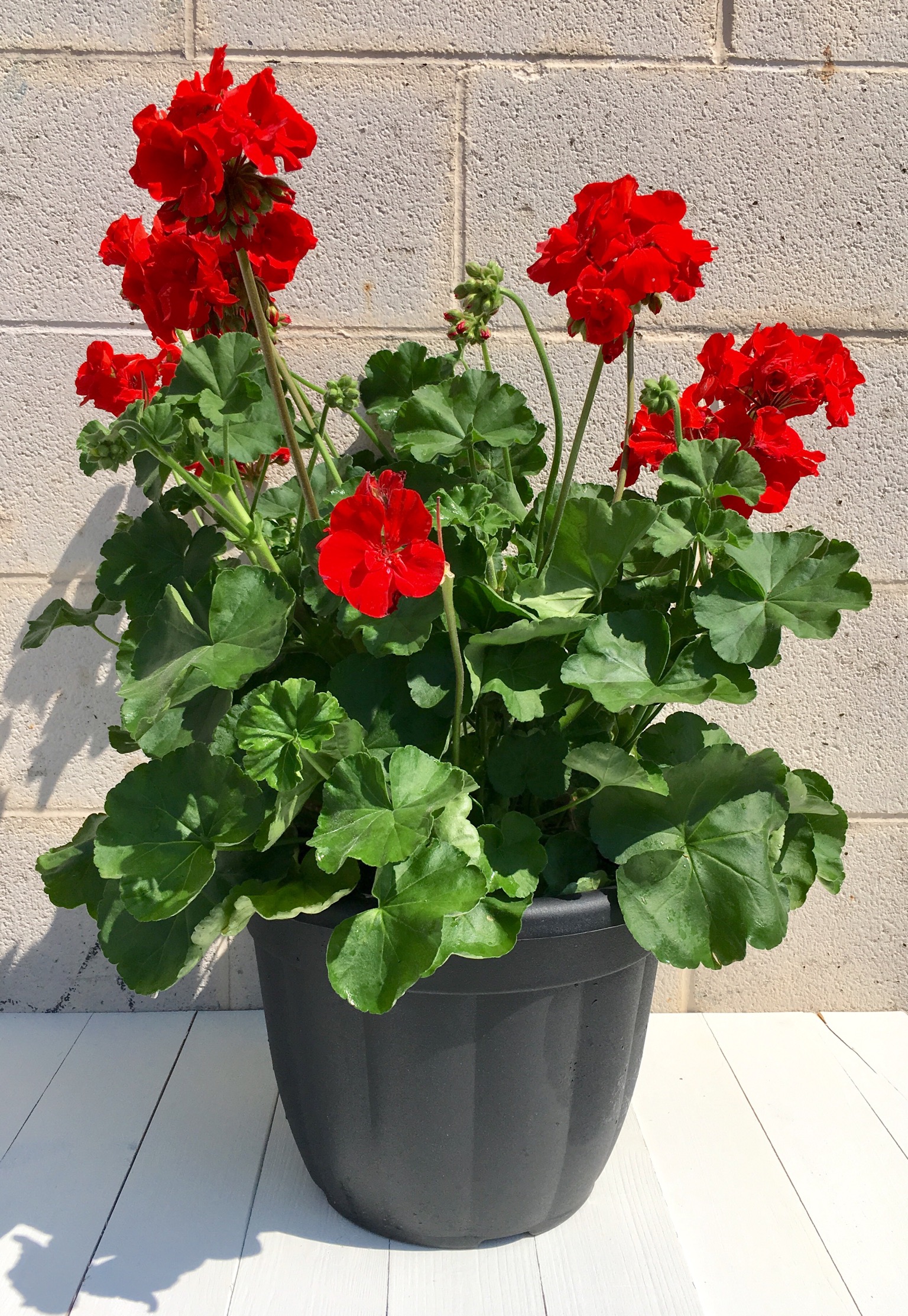 Planters Geranium Pot Columbus OH Florist Flowerama Columbus