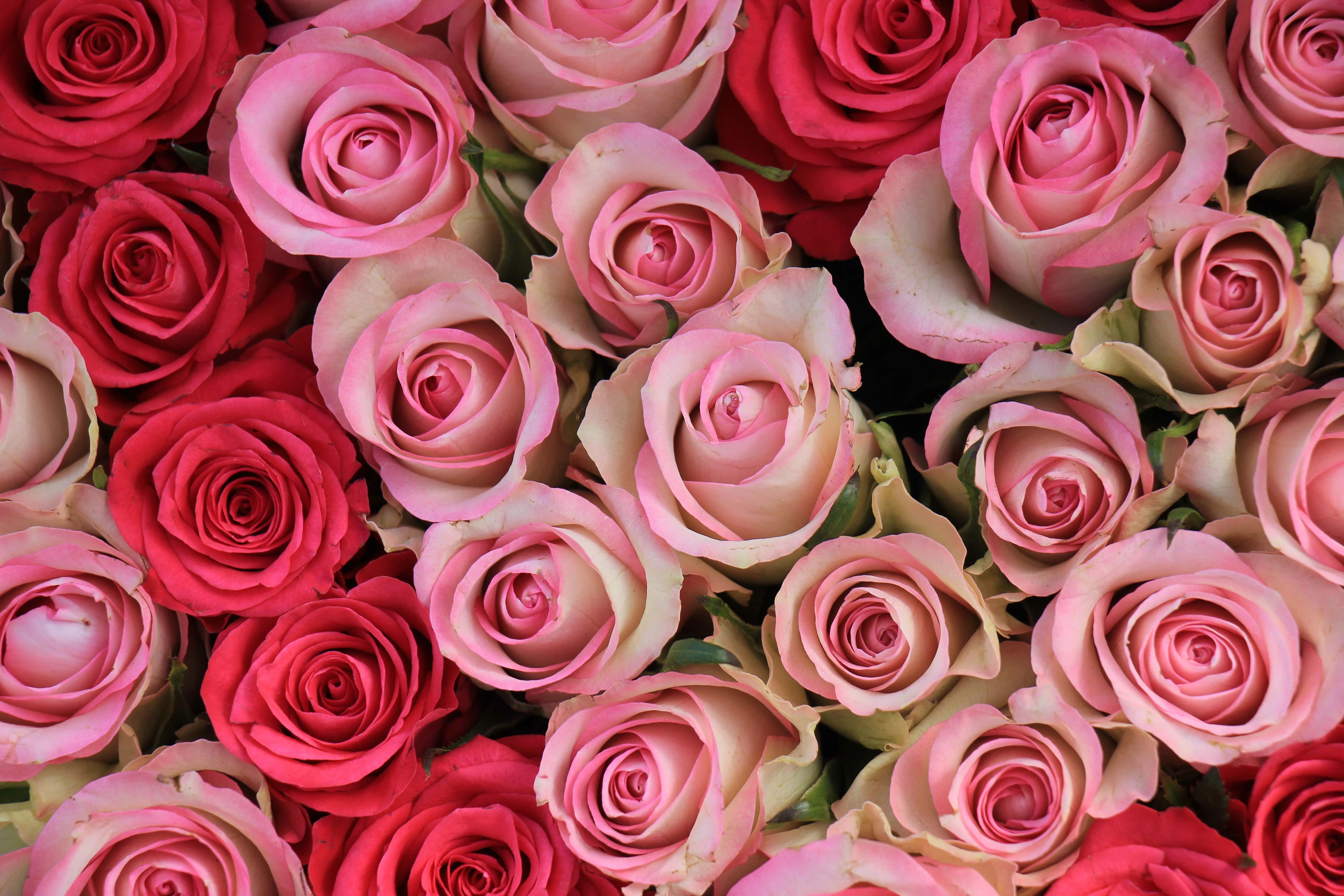 Exploring the Beauty of Monochromatic Flower Arrangements