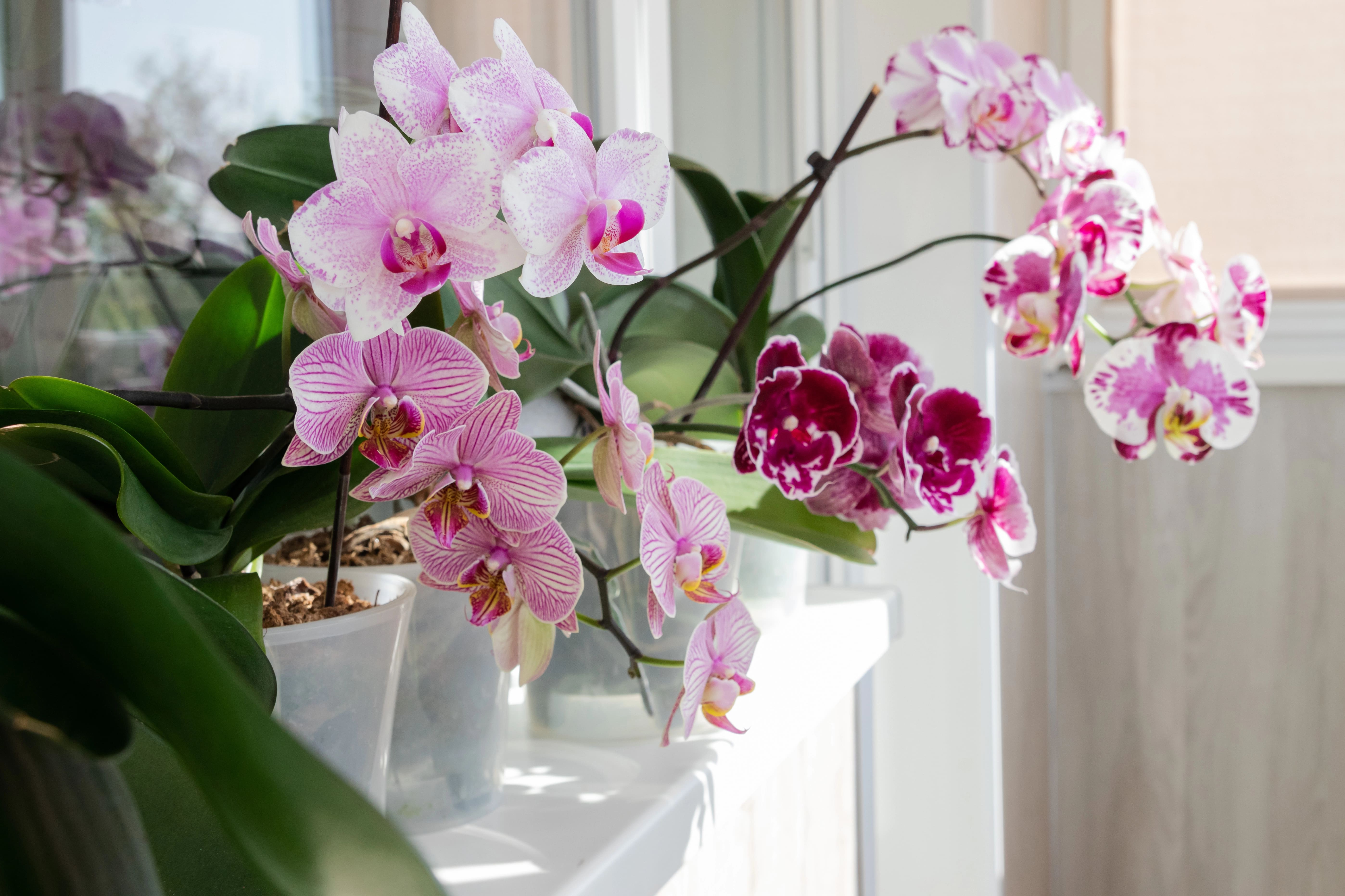 Exploring the Exquisite Beauty of Exotic Orchids