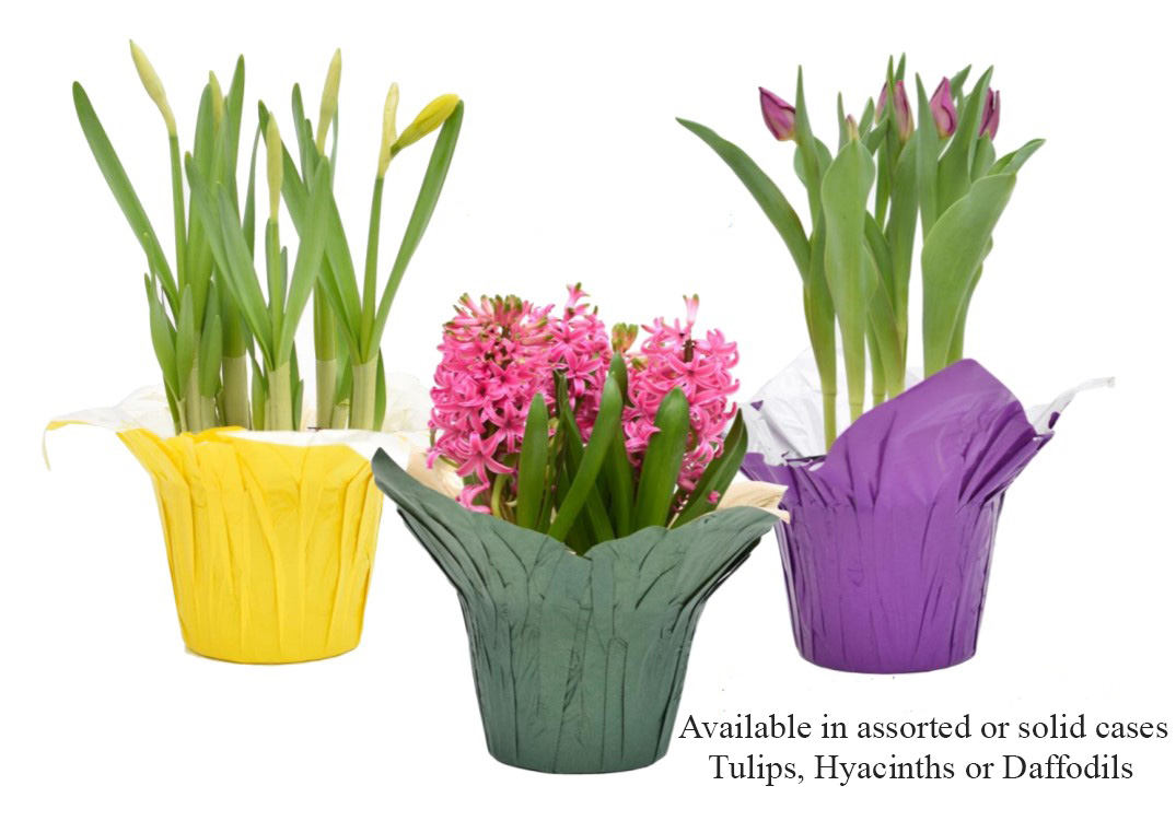 Dottie's Flowers Reseda (Los Angeles) CA Dottie's Flowers