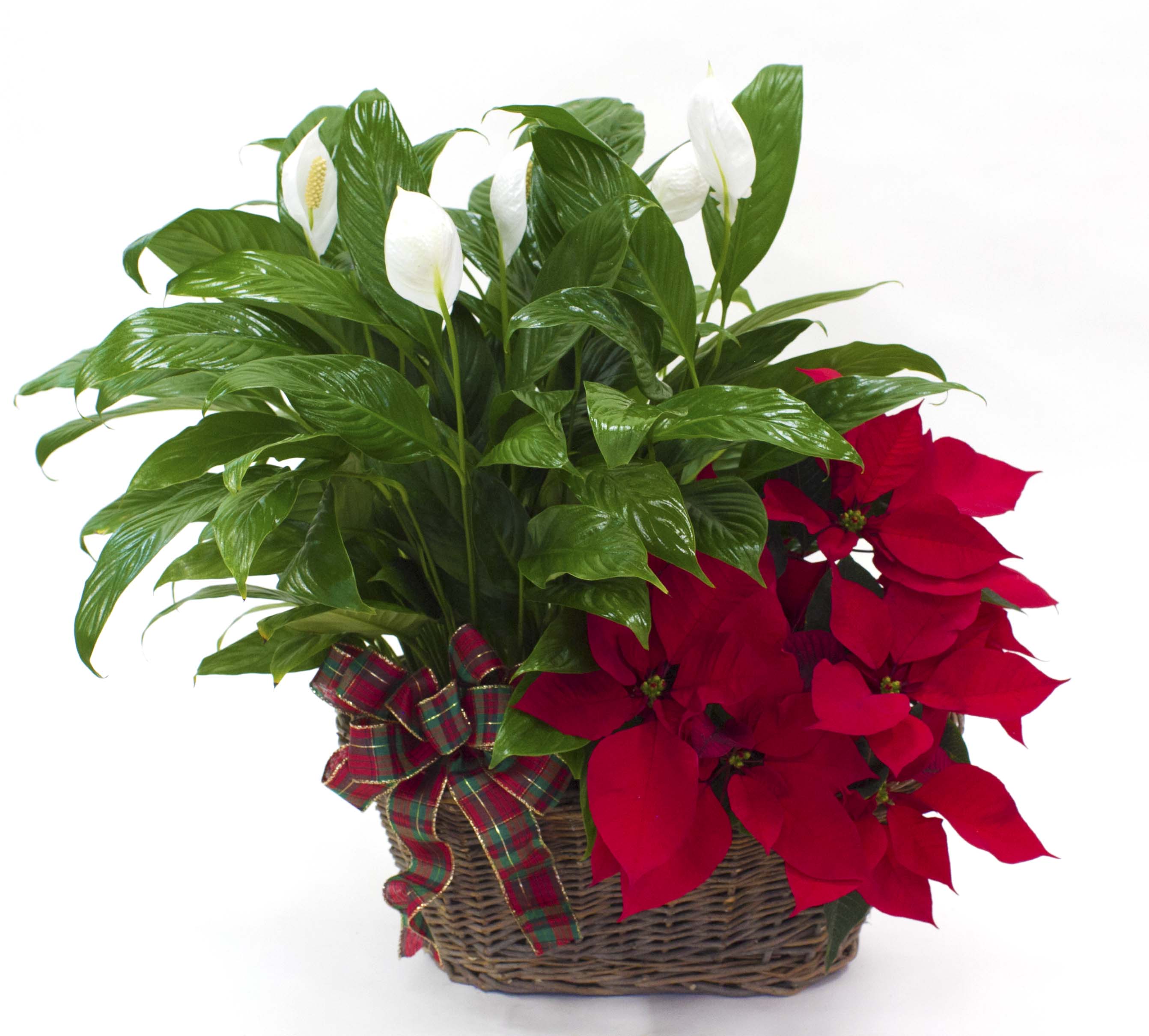 Pataskala, OH - Peaceful Poinsettia - Pataskala, OH ...