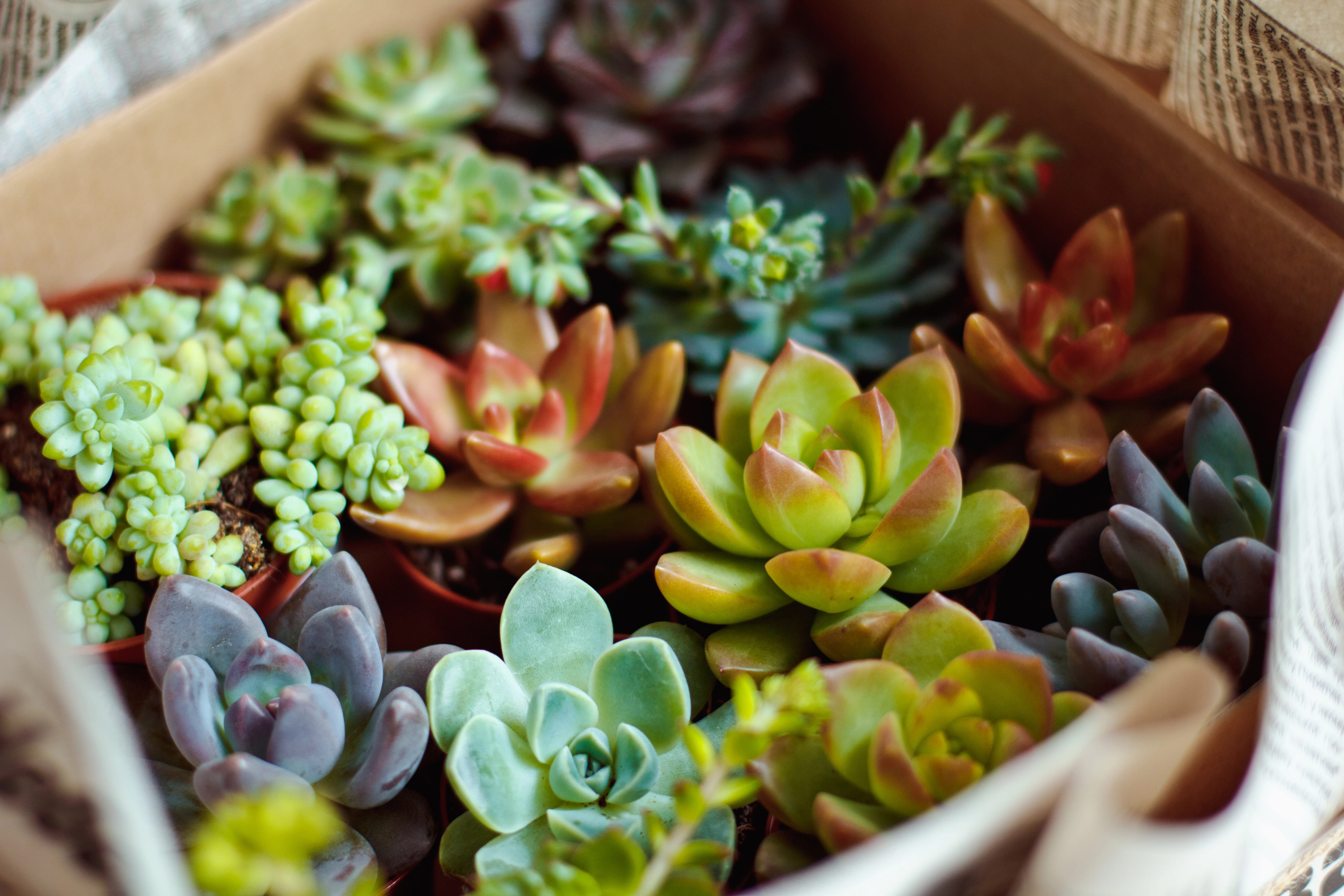 Cactus and Succulent Care: Tips for Beginners