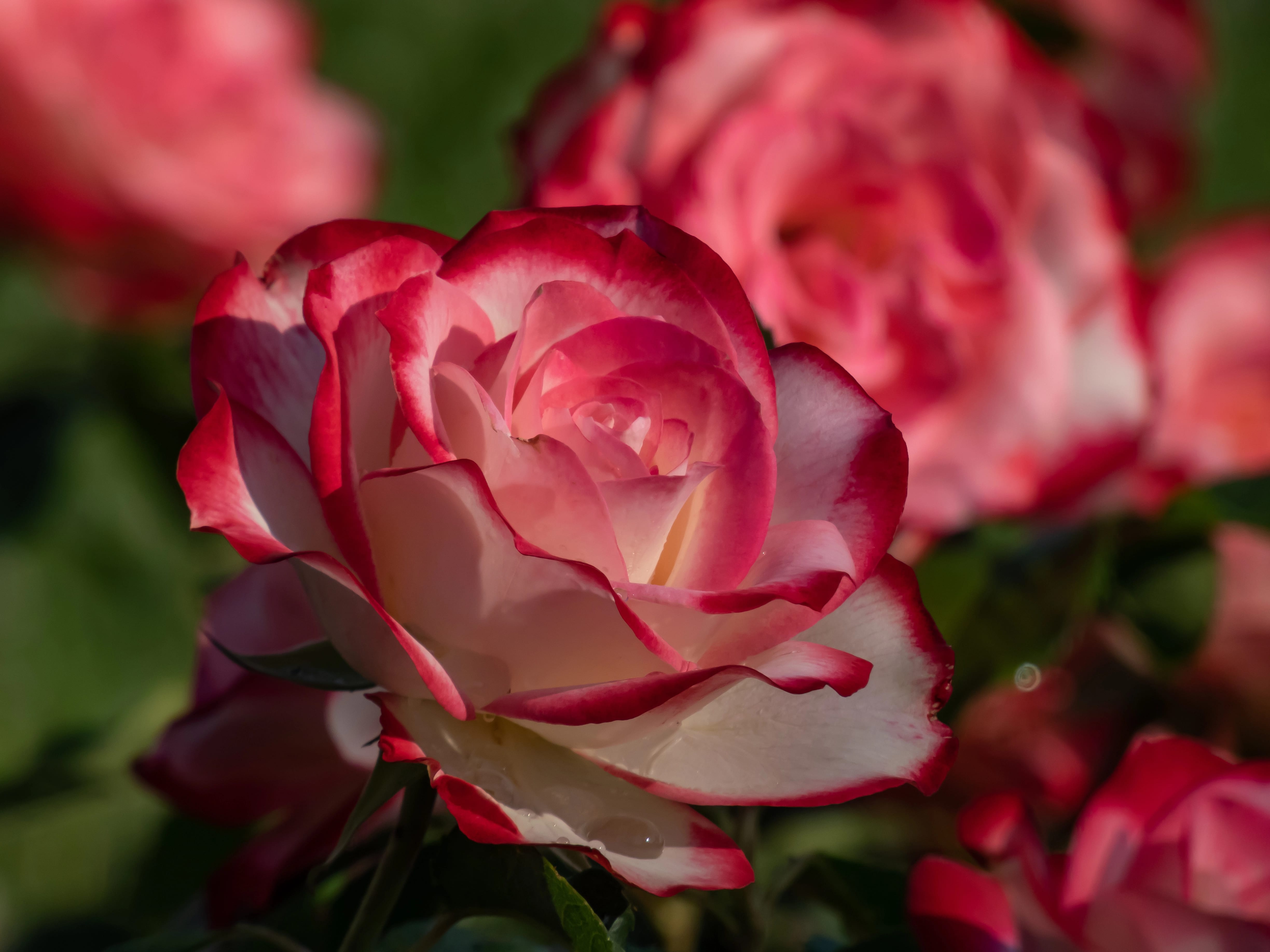 Flowers in Mythology: Legends and Stories Associated with Popular Blooms