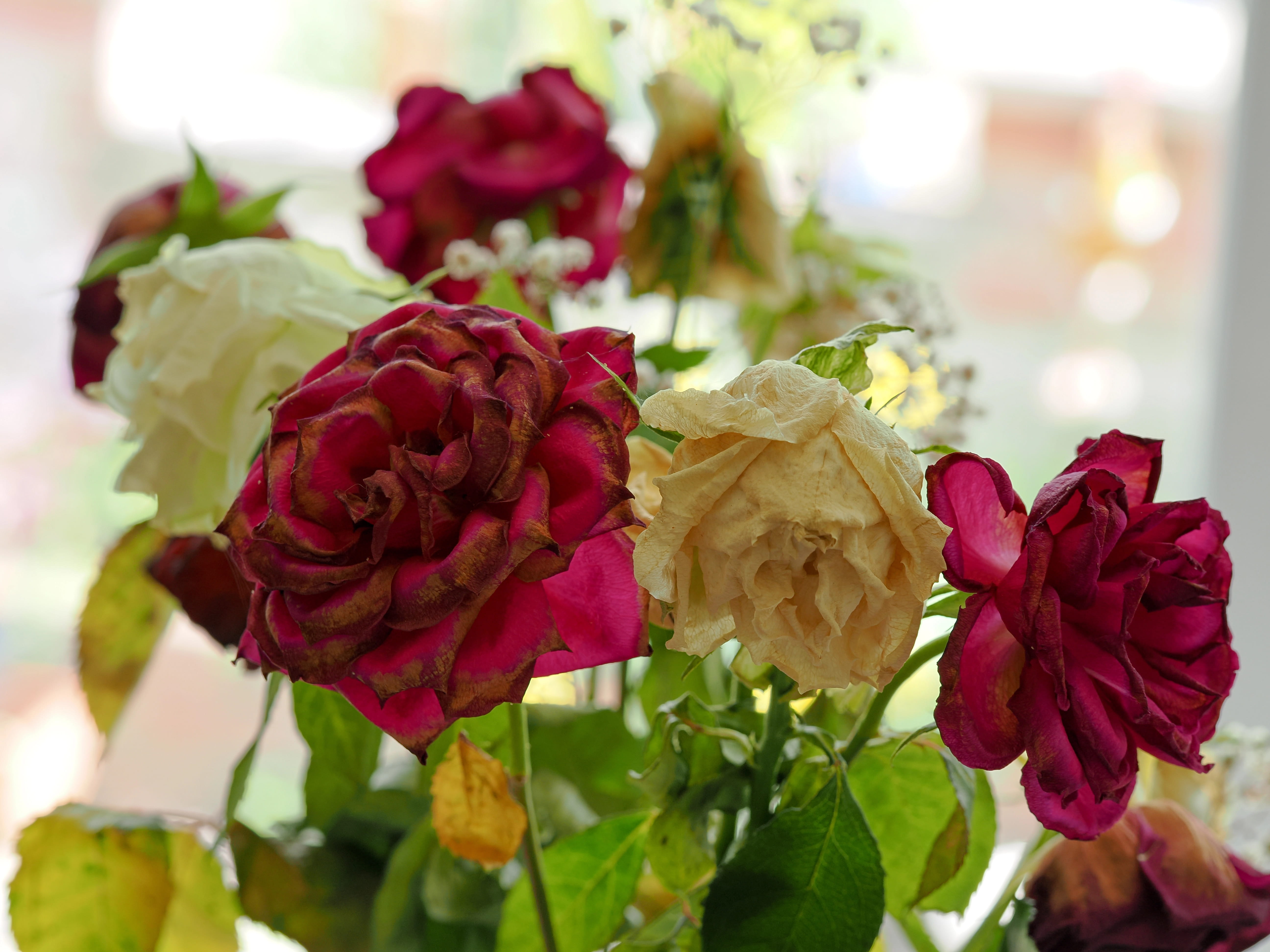 How to Revive Wilting Flowers: Tips for Bringing Blooms Back to Life