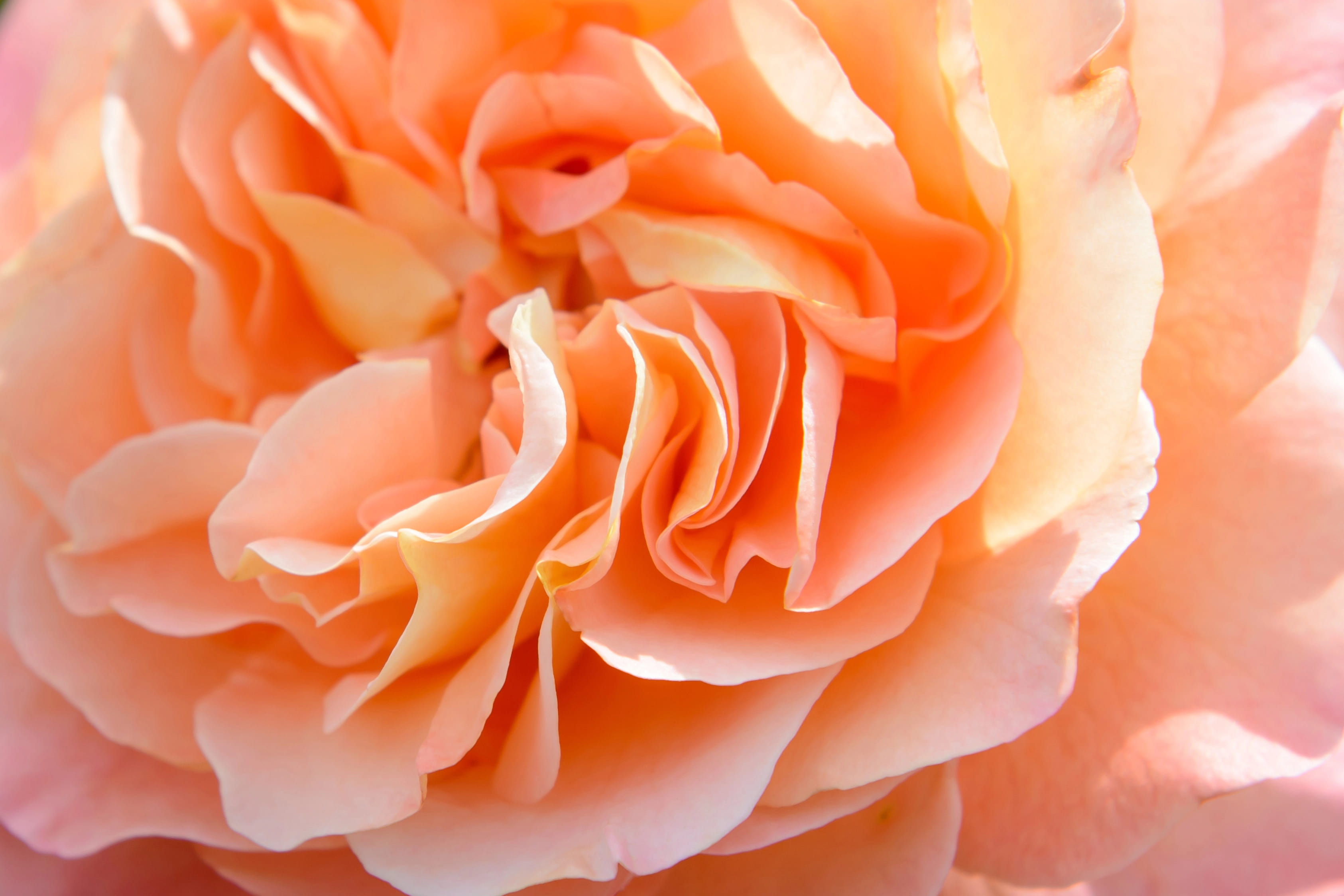 The Most Expensive Flowers in the World: Luxury Blooms and Their Price Tags