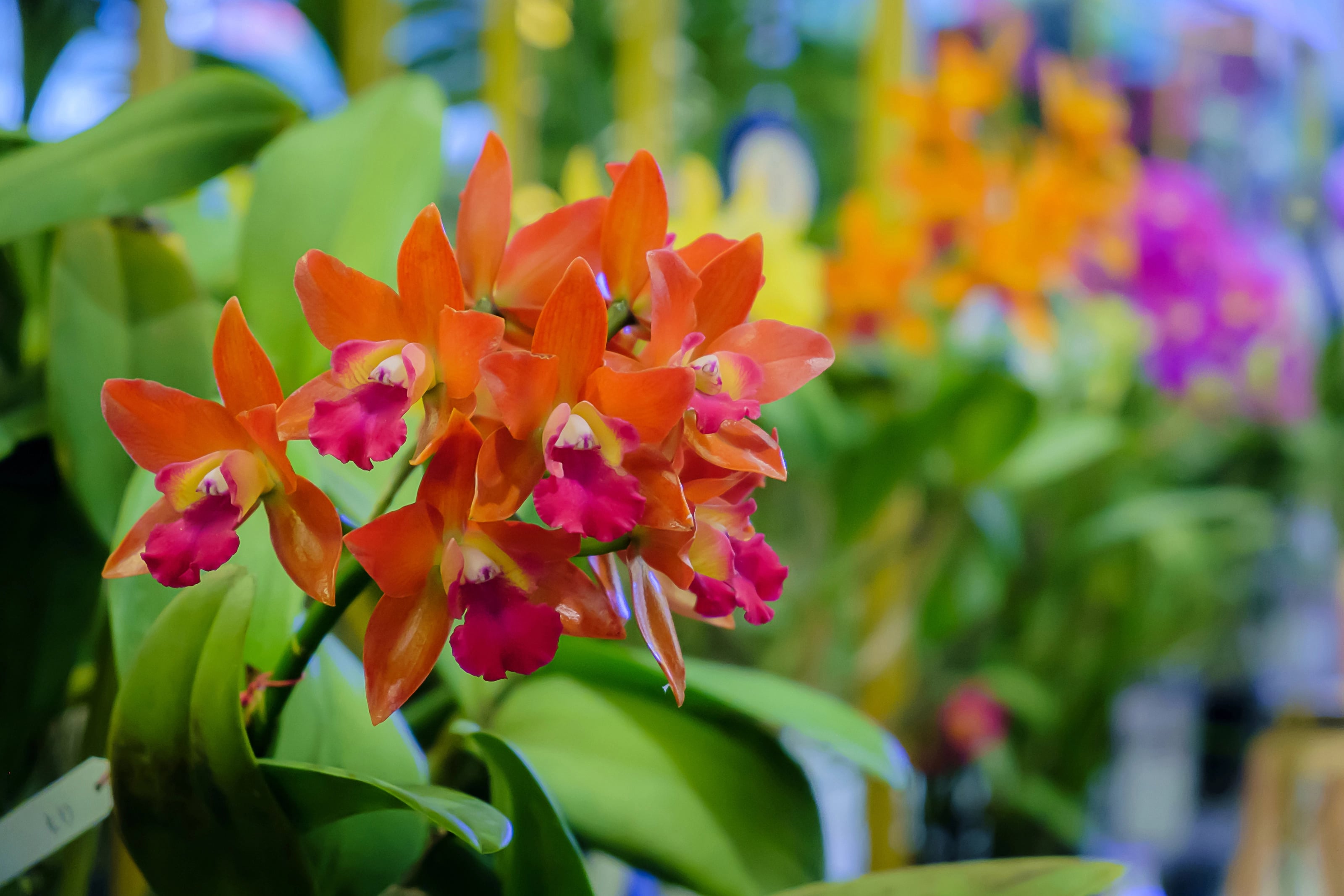 Orchids 101: A Beginner's Guide to Orchid Care