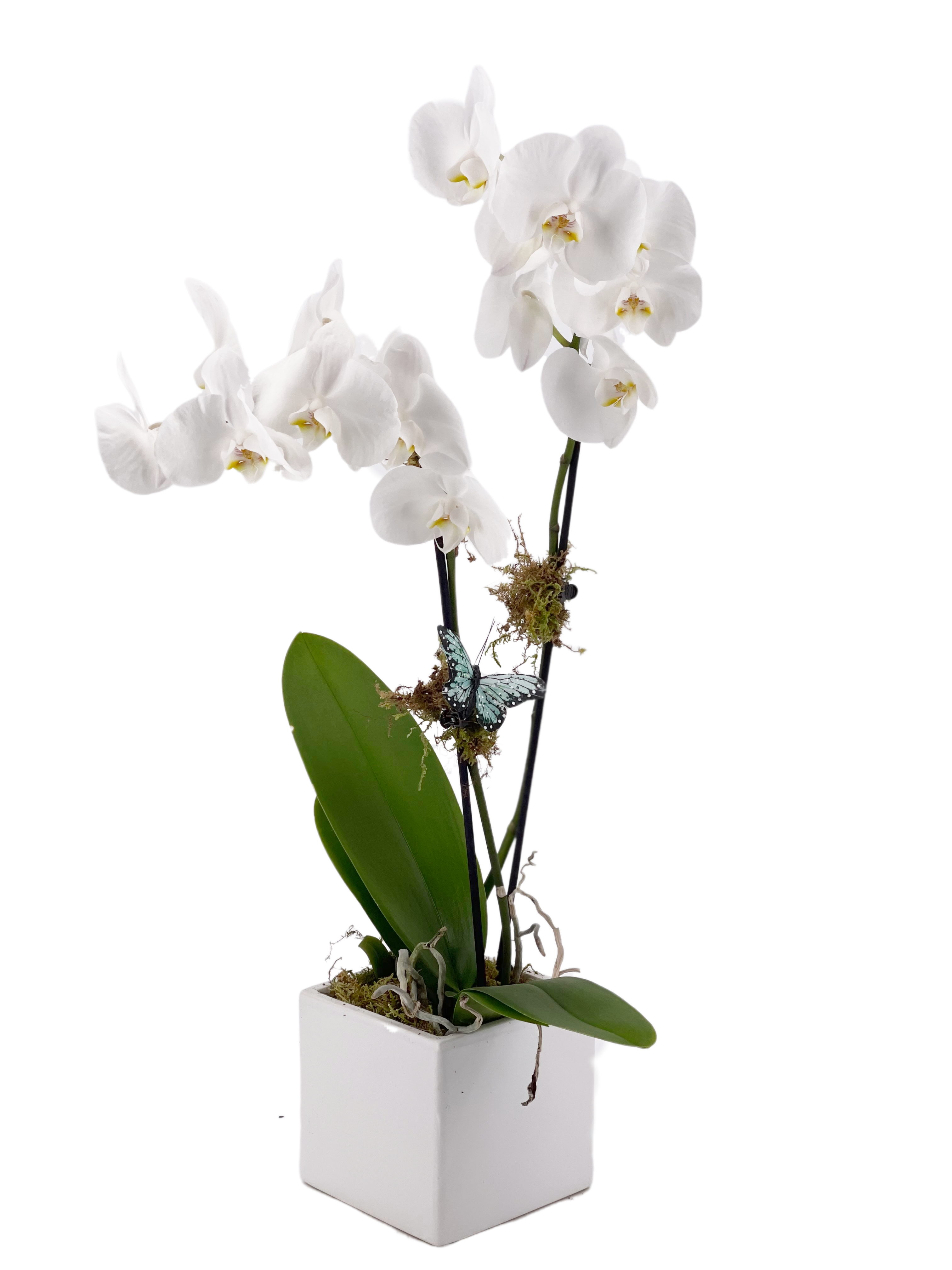 Orchid  Top Flowers.com