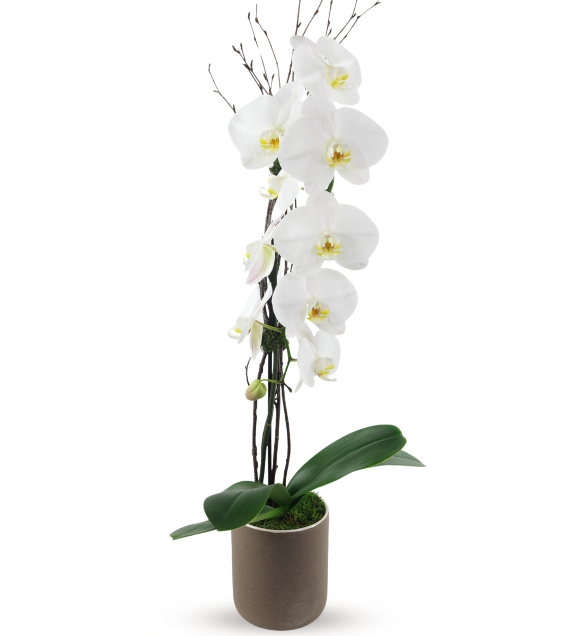 WHITE PHALAENOPSIS ORCHID | #1 Florist in Los Angeles