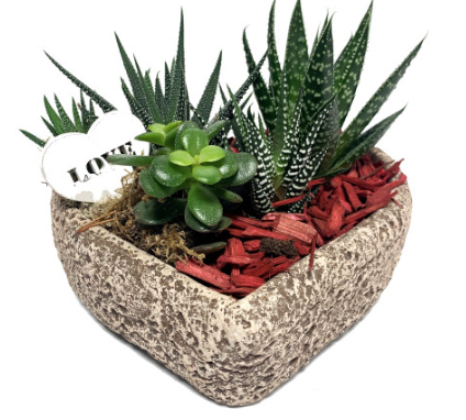 Succulent