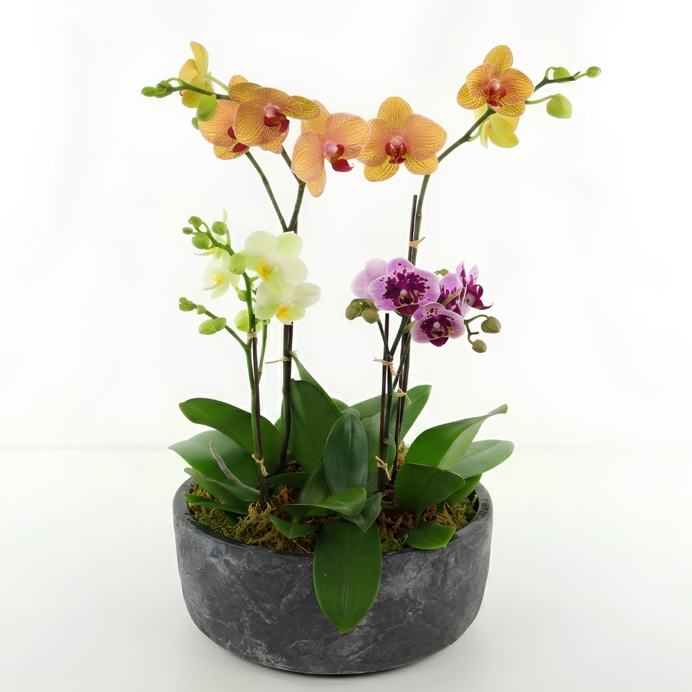 Dotties Orchids planter from Dotties Flowers