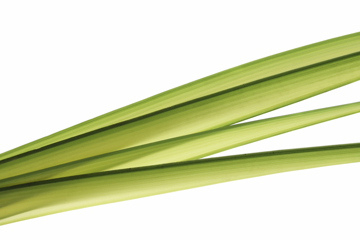 Easter - Palm Fronds - Columbus OH Florist - Flowerama Columbus - Same ...