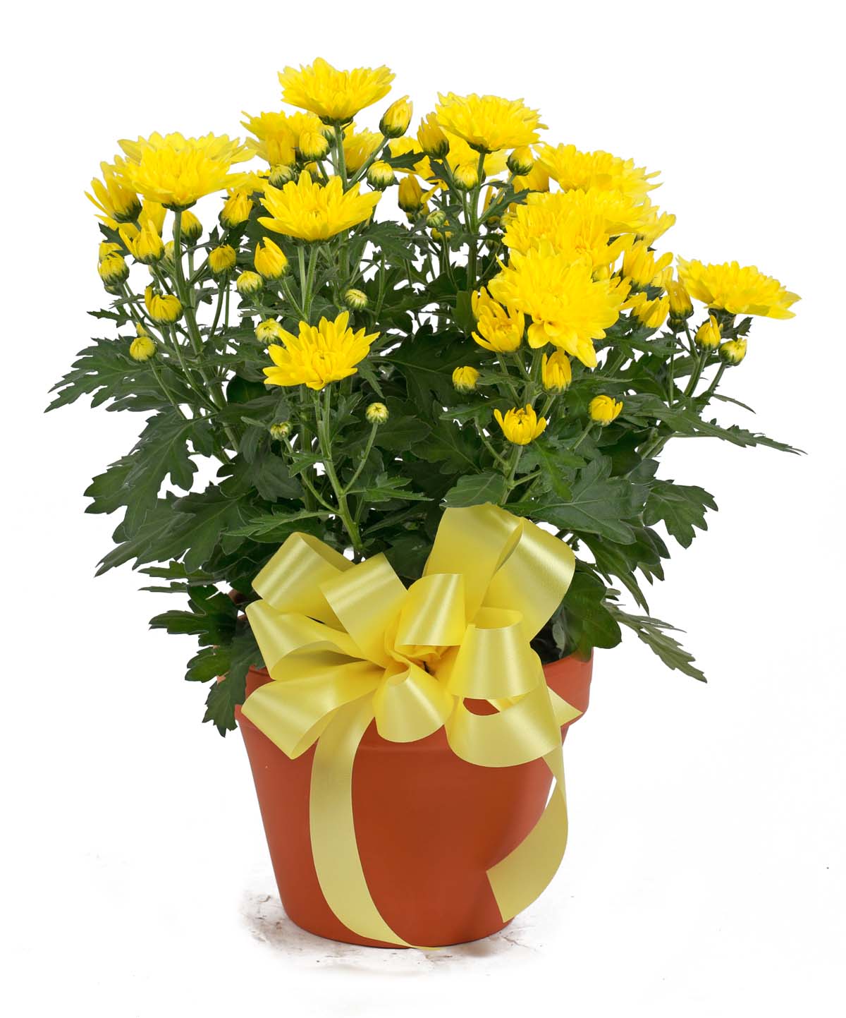  Mum Plant Columbus OH Florist Flowerama Columbus Same Day Flower Delivery