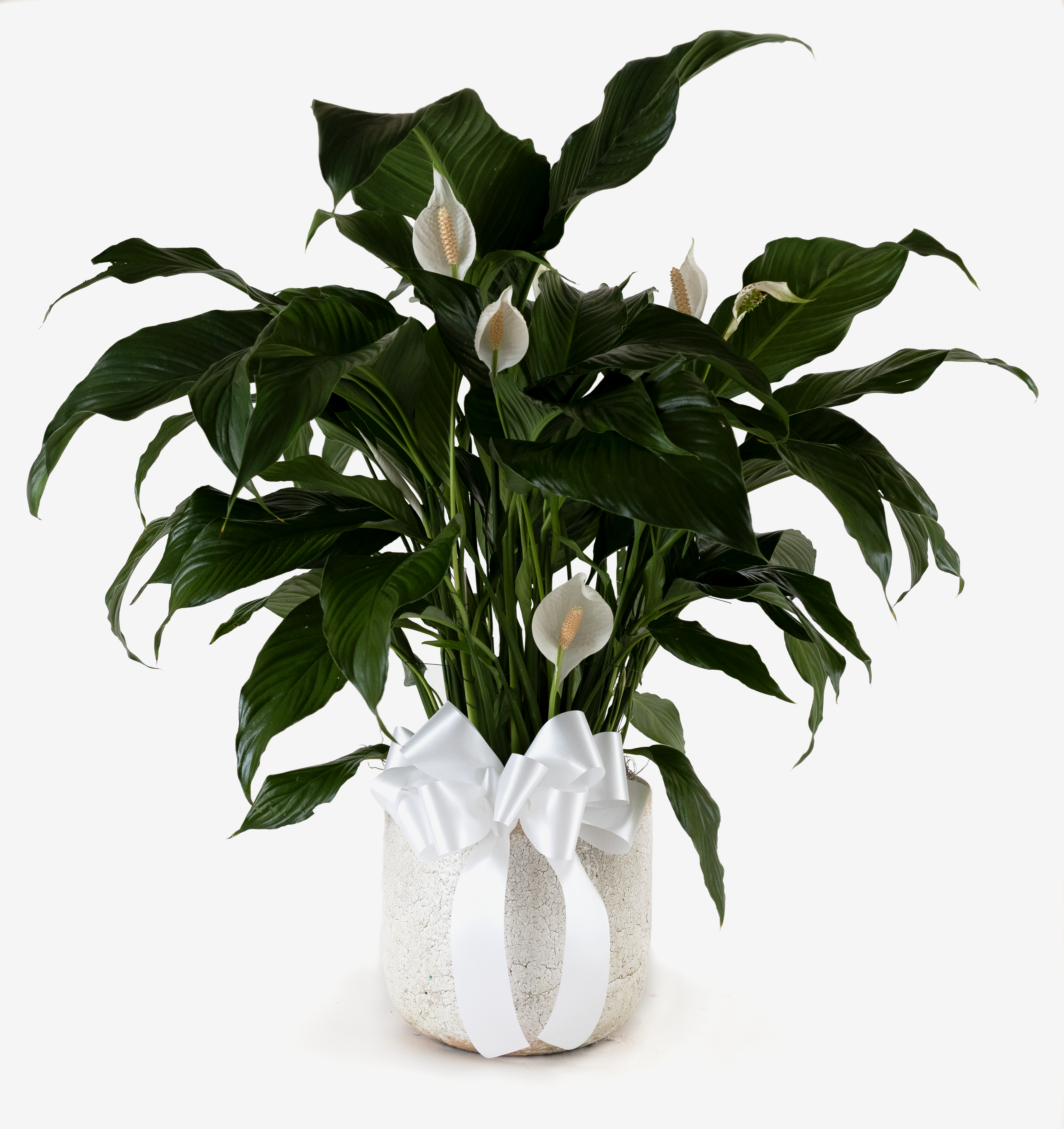 Peace Lily in Ceramic With Bow - #1 Florist in Central Ohio - Flowerama  Columbus - Same Day Flower Delivery  Flowerama Columbus