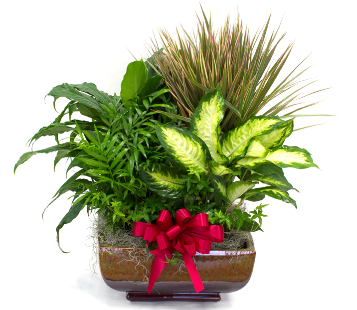 Mother's Day Plants Extra Large Planter Columbus OH Florist