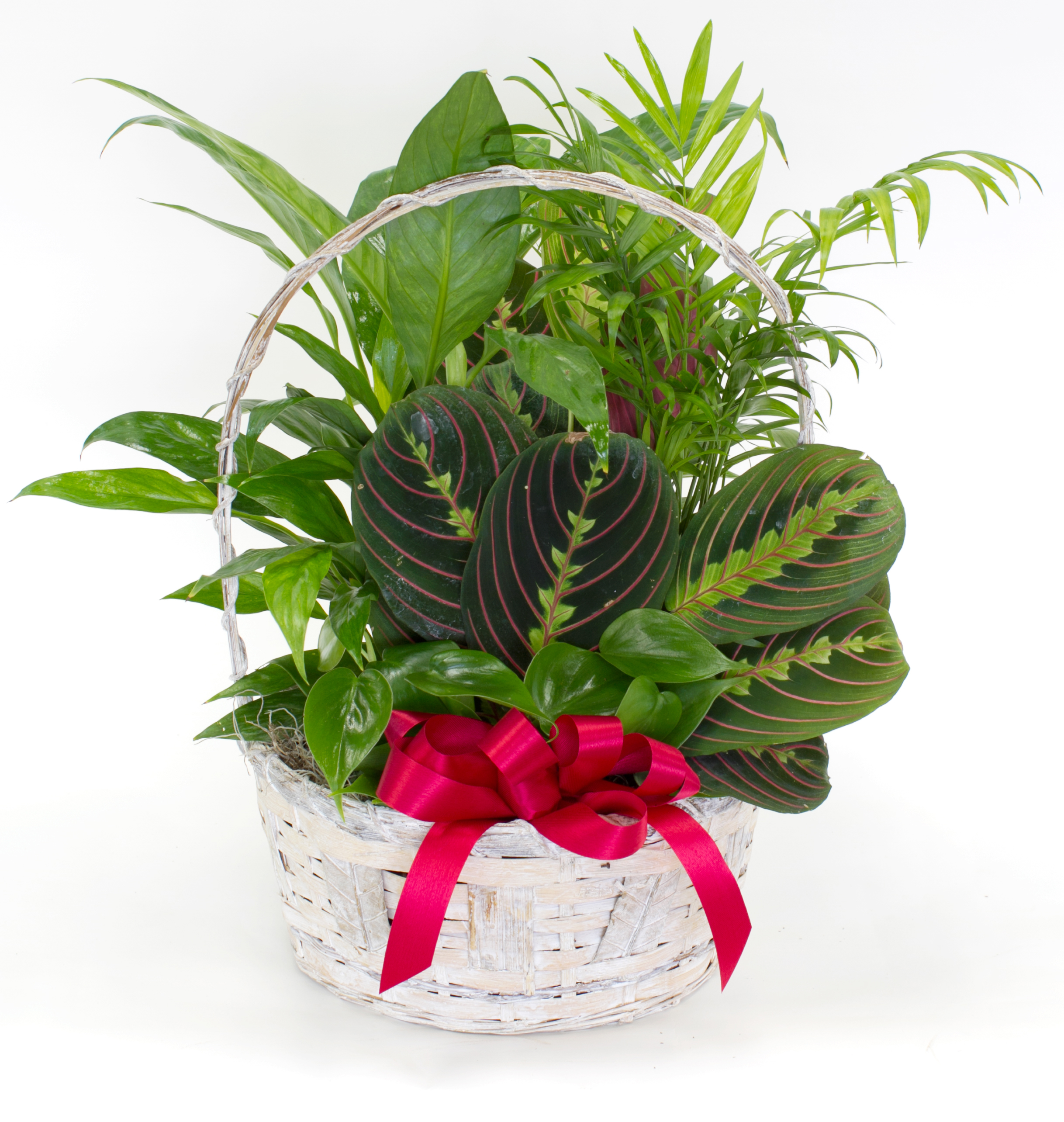 Sympathy Planters - Medium Dish Garden Planter - Columbus OH Florist ...