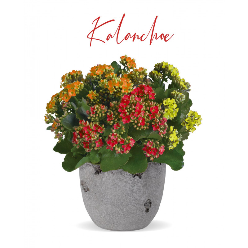 kalanchoe plant in modern concrete container