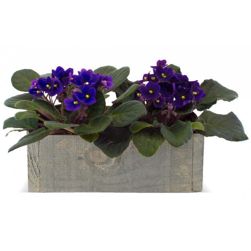 African violet plant in rustic wooden box