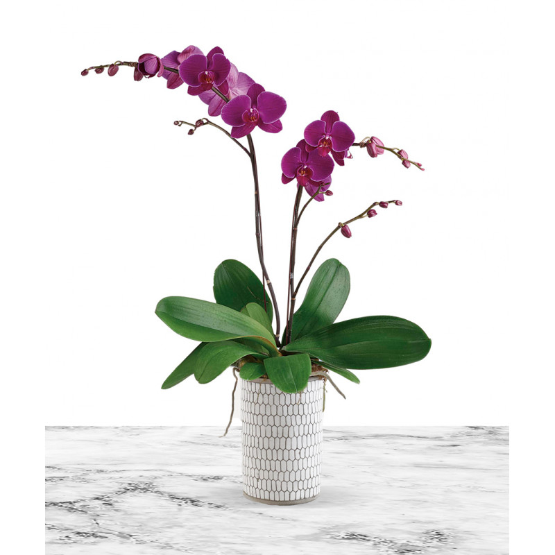 orchid in modern concrete container